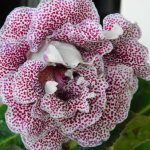 Gloxinia Cleopatra