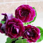 Gloxinia - indoor flower