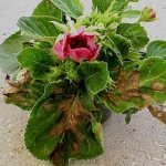 Gloxinia infected with a virus photo