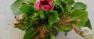 Gloxinia infected with a virus photo