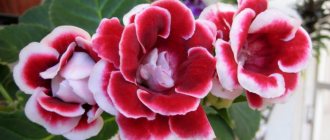 gloxinia tuber planting