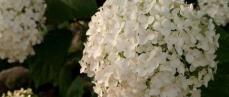 hydrangea anabelle