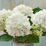 Hydrangea white