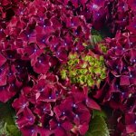 Red hydrangea