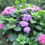 Hydrangea in the garden