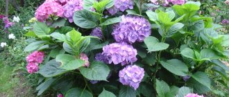 Hydrangea in the garden