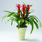 Guzmania in a pot