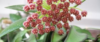 Hoya gracilis (Hoya gracilis)