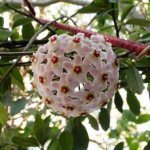 Hoya Carnosa, fleshy