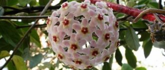 Hoya Carnosa, fleshy