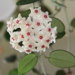 Hoya Matilda photo