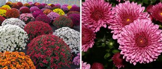 Homemade chrysanthemum, types, forms, varieties