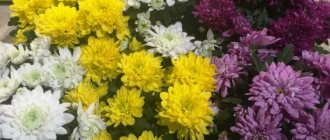 Chrysanthemum Zembla Mix