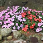 Impatiens ampelous