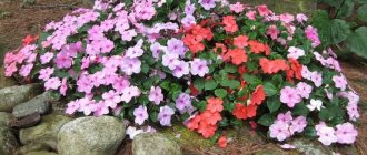 Impatiens ampelous