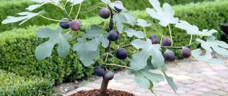 Instructions for growing figs at home from a seed or sprout