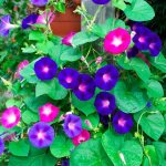 Morning glory: planting and care in open ground