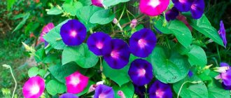 Morning glory: planting and care in open ground