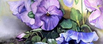 The history of violets