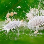 How to control mealybugs on houseplants and in the garden