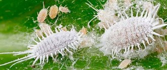 How to control mealybugs on houseplants and in the garden