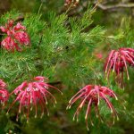 How grevillea blooms photo