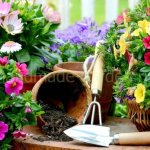 How and when to replant home flowers