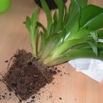 How to transplant Guzmania photo