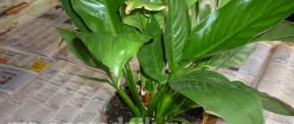 How to transplant spathiphyllum at home