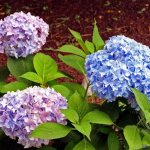 How to acidify soil for hydrangea