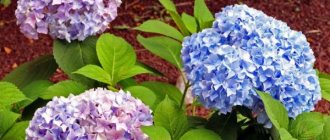 How to acidify soil for hydrangea