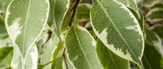 How to water a ficus at home