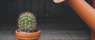 How to water cacti at home