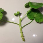 How to plant geraniums without roots?