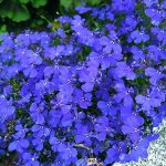 how to plant lubelia