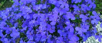 how to plant lubelia