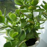 How to plant a money tree shoot - all the methods of propagating the crassula