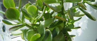 How to plant a money tree shoot - all the methods of propagating the crassula