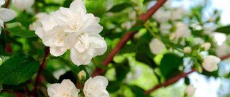 how to plant jasmine in spring