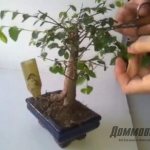 How to properly trim a bonsai