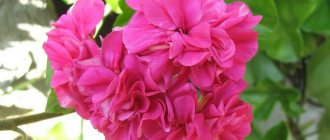 How to pinch geraniums to make them grow thicker