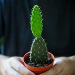 how to plant cacti at home