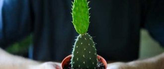 how to plant cacti at home