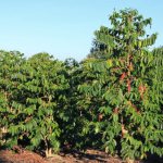 How a coffee tree grows in nature. Photo, growing at home 