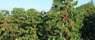 How a coffee tree grows in nature. Photo, growing at home 