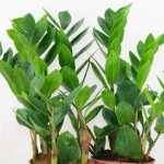 How Zamioculcas grows photo