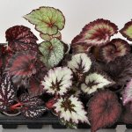 How tuberous begonia reproduces - ways to propagate a flower in the country