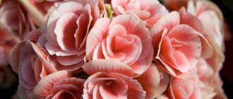 how to propagate begonia by leaf at home