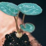 how to propagate cyclamen