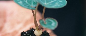 how to propagate cyclamen